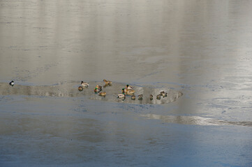 凍結した川で身を休める鴨の群れ