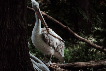 Pelican in zoo hit by the sunlight