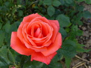 beautiful rose on a green background