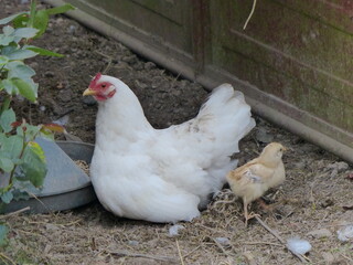 white hen with one chick