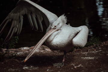 Dalmatian Pelican cleaning itself