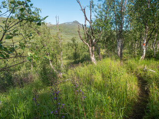 Path in beatiful northern landscape artic landscape, tundra in Swedish Lapland with green hills, meadow, flowers and birch trees at Padjelantaleden hiking trail. Summer day, blue sky, white clouds