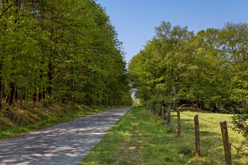 route de campagne à travers la forêt
