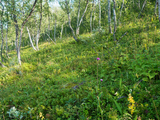 Beatiful northern landscape artic landscape, tundra in Swedish Lapland with green hills, meadow and birch trees at Padjelantaleden hiking trail. Summer day, blue sky, white clouds