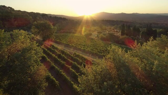 Golden sunrise over French vineyards.