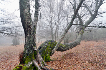 Dehesa de Somosierra. Madrid. España.