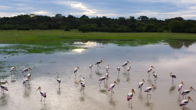 Flocks of birds feed in the lake during sunset. Sri Lanka National Park.