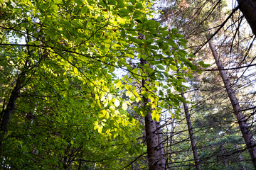 Obraz premium Bottom view of the tall trees and the sky. Forest in Europe. 