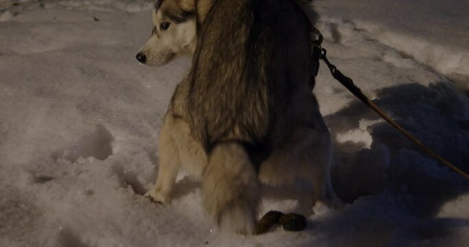 Cute dog pooping on the snow in the park. Dog taking a poop. Dog poops on the grass and walks away.