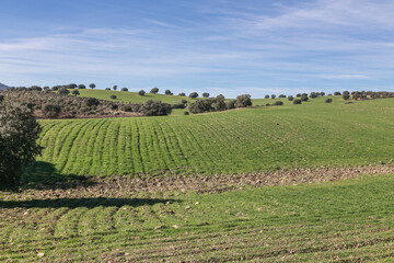 Fototapeta na wymiar Landscape of green hills dotted with oaks in the fields of Castilla La Mancha