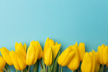 Yellow tulips on blue background. Space for text. Spring is coming. Top view