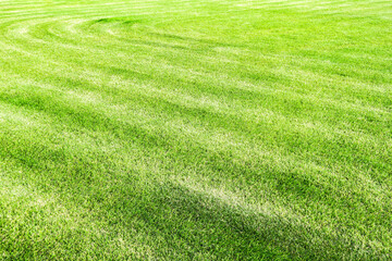 Smooth green grass, neatly trimmed lawn. Wide view of the manicured lawn. Natural background of yellow-green grass with beautiful stripes after mowing.