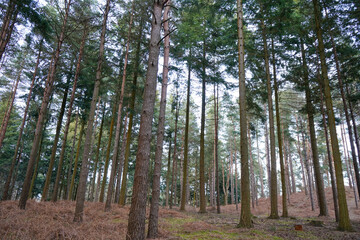 Fototapeta premium Looking in to a forest with tall pine trees