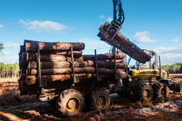 porter or forwarder collecting pine trunks for storage