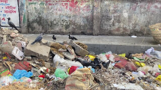A flock of birds gathers on top of piles of trash. Famine.
