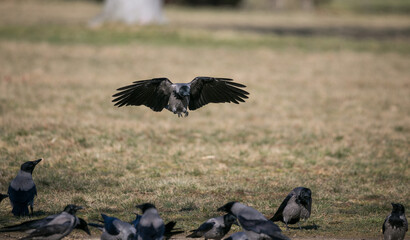 flying hooded crow to bird group
