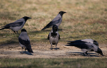Hodded crow group foraging in park 
