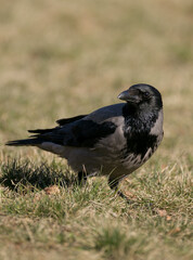 hooded crow close up portrait