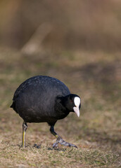 black coot on brown meadow foraging