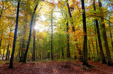 Autumn leaves on the Apremont gorges. Fontainebleau forest