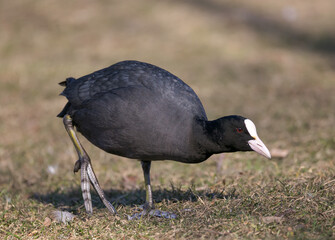 coot foraging in park on brown grass