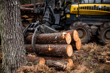 porter or forwarder collecting pine trunks for storage - obrazy, fototapety, plakaty