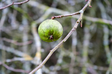 Small crab apples hanging in a tree