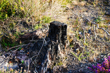 Old tree stump in woodland 