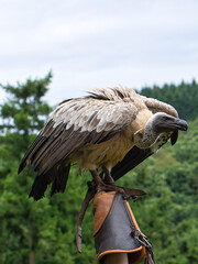 Griffon vulture on falconer's glove ready to fly in close up. Colossal large bird