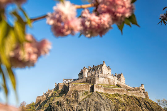 Edinburgh castle against blue sky with flowering tree during springtime in Scotland