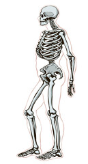 Human skeleton. Vector schematic drawing