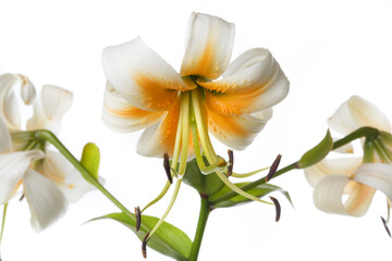 White-orange lily flower with long green stamens isolated on white background.