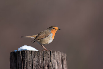The european robin bird sitting on tree stump