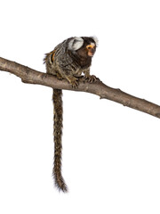 Cute common marmoset monkey aka Callithrix jacchus, sitting side ways on branch. Looking side ways with tail hanging down. Isolated on a white background.