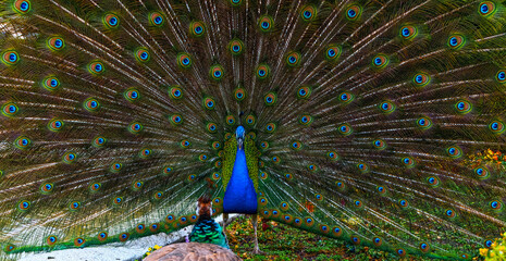 Obraz premium Peacock with tail outstretched seducing the female