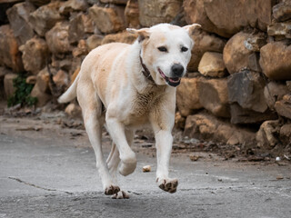 Dog (Canis familiaris) with its front legs in the air running towards the camera on a paved road and next to a stone wall 