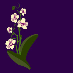 Vector - orchid flower, illustriaited template.