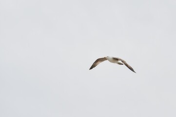 Seagull flying over the ocean in a dark sky of a cloudy day