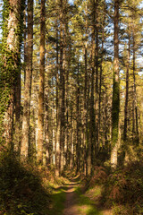 Fototapeta premium footpath between pines in the forests of the Basque country
