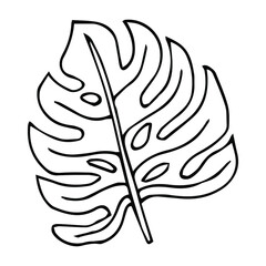 Hand drawn doodle monstera tropical leaf icon on white background Vector illustration. Rainforest symbol collection Cartoon sketch element: greenery Philodendron Hawaiian Safari Rain Forest Palm Leave