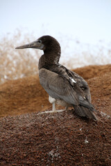 Young blue-footed booby on the Galapagos Islands, Ecuador, South America