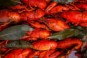 delicacy for beer, boiled red crayfish with lemon and bay leaves