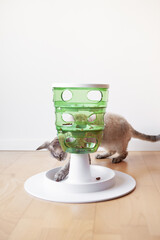 Playful cat touches and punches food with paw. Slow feeder Tower Toy for cats stimulates felines...