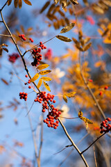 red rowan with yellow leaves