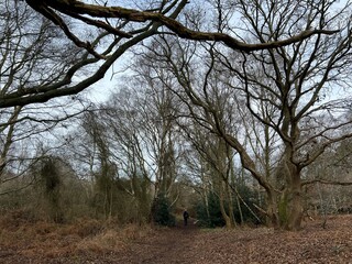 Forest landscape with bare branched silver birch, beech and oak trees in a Norfolk East Anglia...
