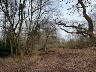 Forest landscape with bare branched silver birch, beech and oak trees in a Norfolk East Anglia woodland the ground soil of peat and brown dried leaf mould the dense woodland in Spring with grey skies 