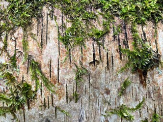 Close up of tree bark showing natural beauty of silver birch in forest woodland in Norfolk East Anglia uk a texture of peeling brown grey and tan branch wood skin and green moss and fauna in Spring
