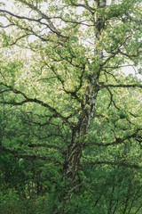 Birch tree in the forest
