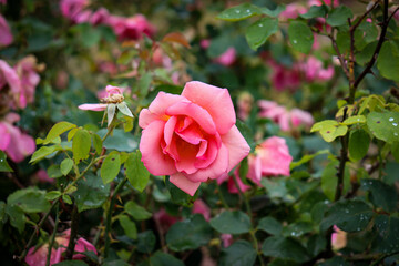 pink rose bush