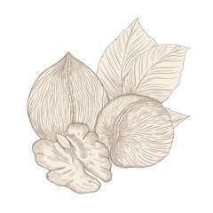 Composition of walnuts on a white background, beige lines illustrations